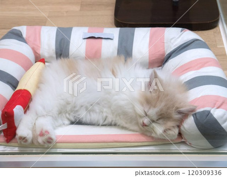 A cat sleeping soundly 120309336