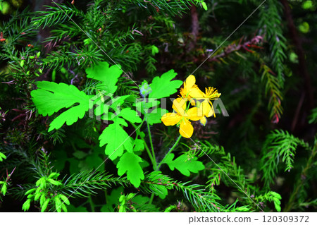 生動的白屈菜形象 生動的白屈菜形象 120309372