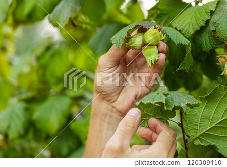 Close-up male farmer hand plucks collects ripe hazelnuts from a deciduous hazel tree bunch in garden Close-up male farmer hand plucks collects ripe hazelnuts from a deciduous hazel tree bunch in garden 120309410
