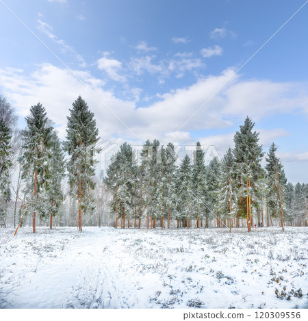 Astonishing landscape with snow-covered  Christmas trees in the city park. 120309556