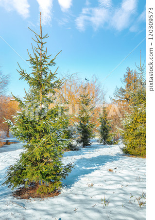 Breathtaking  landscape in city park with snowy trees and lots of snow 120309573