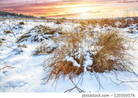 Frosty sunset with snow-covered bushes and grass during winter time. 120309576
