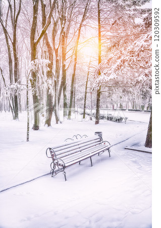 Astonishing view of park bench and trees covered by heavy snow. Astonishing view of park bench and trees covered by heavy snow. 120309592