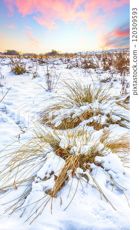 Frosty sunset with snow-covered bushes and grass during winter time. Frosty sunset with snow-covered bushes and grass during winter time. 120309593