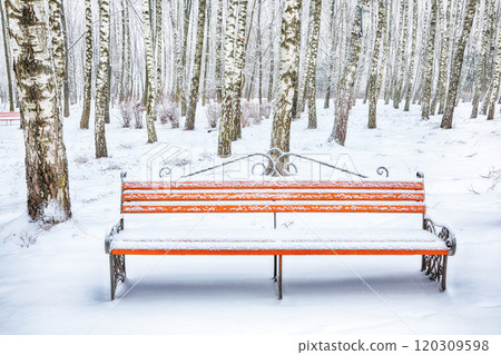 Astonishing view of park bench and trees covered by heavy snow. Astonishing view of park bench and trees covered by heavy snow. 120309598