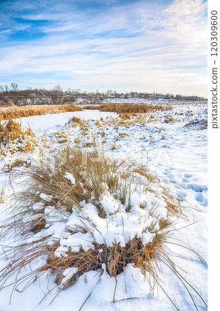 Frosty sunset with snow-covered bushes and grass during winter time. 120309600