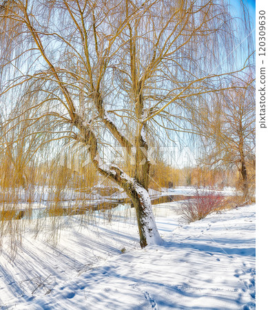 Stunning landscape in city park with snowy trees and beautiful frozen river 120309630