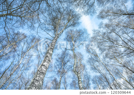 Birch trees in rime on a clear winter day 120309644