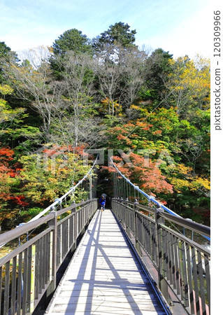 紅葉紅吊橋/栃木縣那須鹽原市鹽原溫泉 紅葉紅吊橋/栃木縣那須鹽原市鹽原溫泉 120309966
