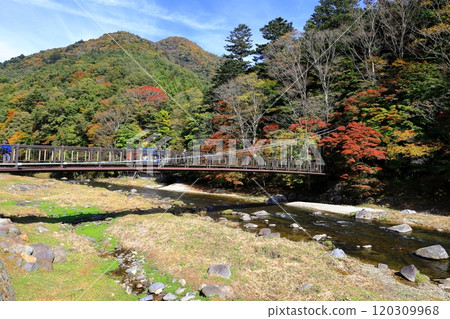 紅葉紅吊橋/栃木縣那須鹽原市鹽原溫泉 紅葉紅吊橋/栃木縣那須鹽原市鹽原溫泉 120309968