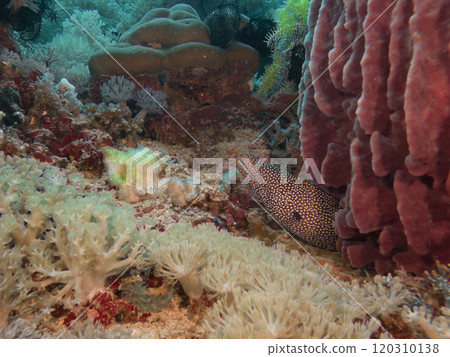 A White Mouth Moray Eel or Gymnothorax meleagris at a scuba dive in Puerto Galera, Philippines A White Mouth Moray Eel or Gymnothorax meleagris at a scuba dive in Puerto Galera, Philippines 120310138