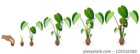 Cycle of growth of taro plant isolated on a white background. 120310160