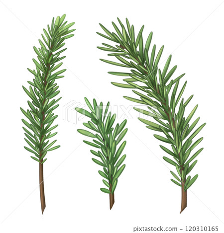 Spruce twigs for organic home decor, gifts, festive bouquets and wreaths. Eco friendly Christmas, seasonal events. Natural materials, environmentally friendly design elements. Isolated illustration Spruce twigs for organic home decor, gifts, festive bouquets and wreaths. Eco friendly Christmas, seasonal events. Natural materials, environmentally friendly design elements. Isolated illustration 120310165