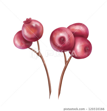 Twigs of bright juicy cranberries. A berry for eco-friendly decor, festive wreaths, bouquets. Material for handmade, creativity. Organic and sustainable Christmas, New year. Isolated illustration Twigs of bright juicy cranberries. A berry for eco-friendly decor, festive wreaths, bouquets. Material for handmade, creativity. Organic and sustainable Christmas, New year. Isolated illustration 120310166