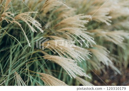 Abstract natural background of soft plants Cortaderia selloana. Pampas grass on a blurry bokeh, Dry reeds boho style. Fluffy stems of tall grass in autumn, soft focus. High quality photo Abstract natural background of soft plants Cortaderia selloana. Pampas grass on a blurry bokeh, Dry reeds boho style. Fluffy stems of tall grass in autumn, soft focus. High quality photo 120310179
