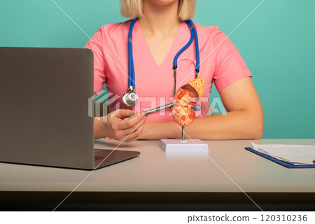 doctor nephrologist pointing anatomical model human kidney on his desktop 120310236