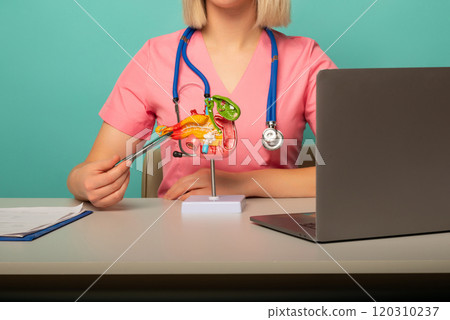 woman doctor pointing a pancreas anatomical model woman doctor pointing a pancreas anatomical model 120310237
