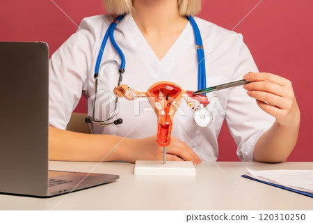 doctor gynecologist pointing model of female reproductive system on his desktop 120310250