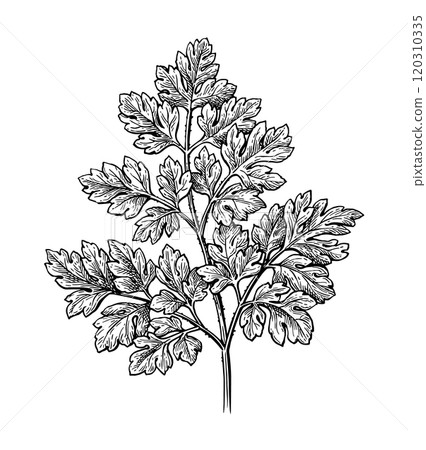 Chervil herb ink sketch. Chervil herb ink sketch. 120310335