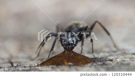 big forest ants in a native habitat 120310444