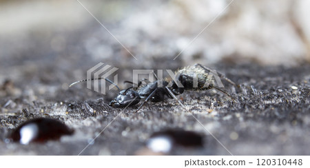 big forest ants in a native habitat 120310448