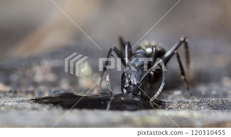big forest ants in a native habitat 120310455