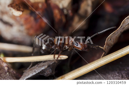 big forest ants in a native habitat 120310459