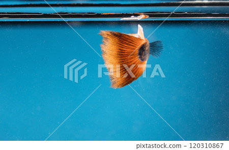 colorful fishes in aquarium 120310867