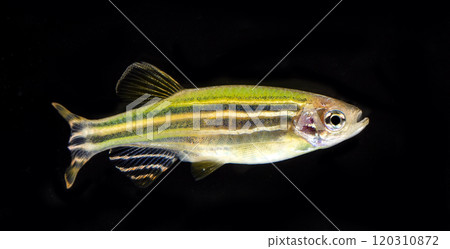 colorful fishes in aquarium colorful fishes in aquarium 120310872