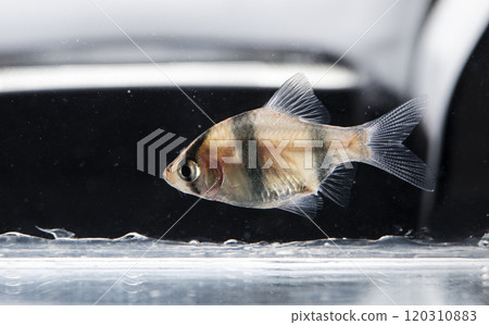 colorful fishes in aquarium 120310883