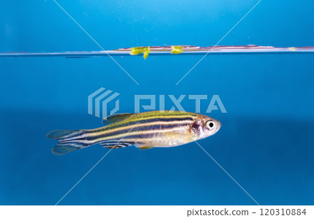 colorful fishes in aquarium 120310884