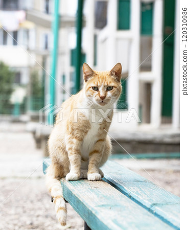 wild street cat, pets 120310986