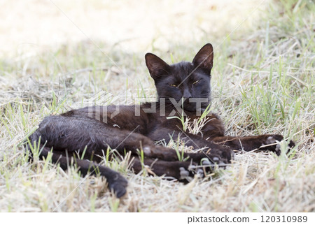 wild street cat, pets 120310989