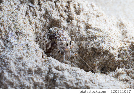 small hermit crab on the beach, night shooting by the ocean 120311057