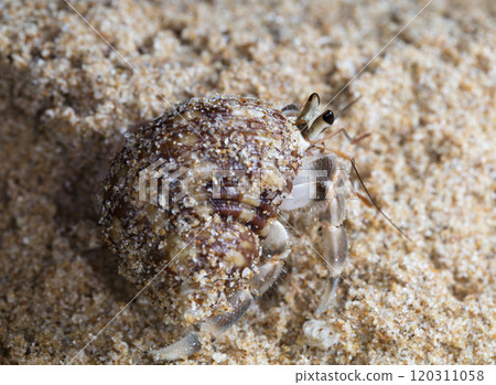 small hermit crab on the beach, night shooting by the ocean 120311058