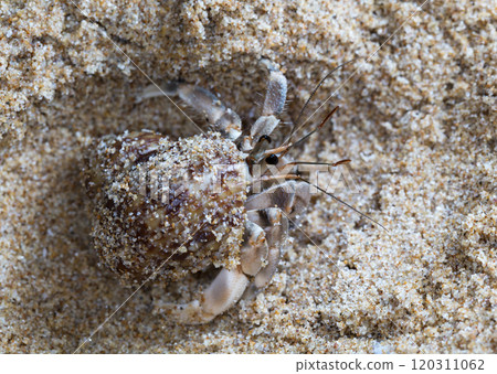small hermit crab on the beach, night shooting by the ocean 120311062