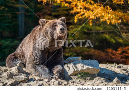 A brown bear relaxes on a rocky shore amidst autumn foliage in a serene natural setting during the golden hour of the late afternoon 120311145