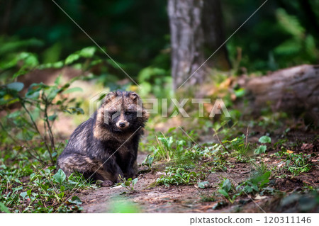 A solitary raccoon dog resting among lush greenery in a forest during daylight hours 120311146