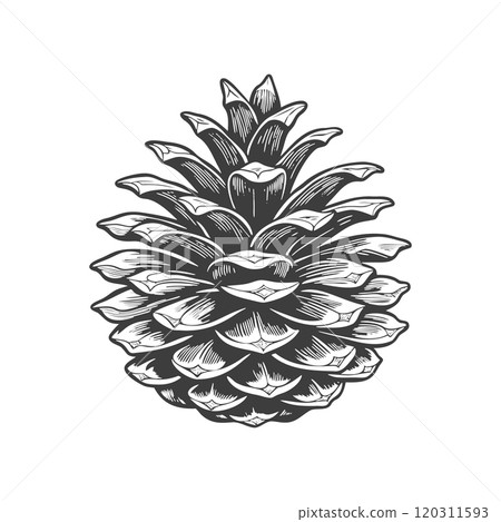 Drawn pine cone on white background. Fir cone. Symbol, design element Drawn pine cone on white background. Fir cone. Symbol, design element 120311593