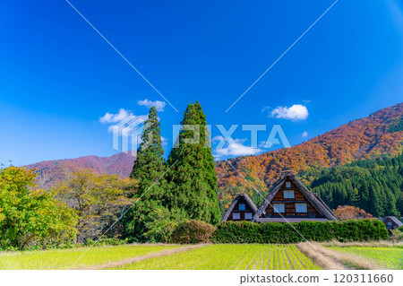 [World Heritage Site] Shirakawa-go and Sanrengosho in full autumn color [Gifu Prefecture] 120311660