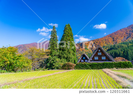 [World Heritage Site] Shirakawa-go and Sanrengosho in full autumn color [Gifu Prefecture] 120311661