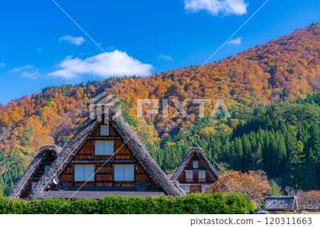 [World Heritage Site] Shirakawa-go and Sanrengosho in full autumn color [Gifu Prefecture] 120311663