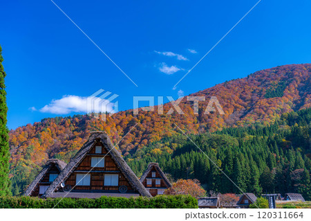[World Heritage Site] Shirakawa-go and Sanrengosho in full autumn color [Gifu Prefecture] 120311664