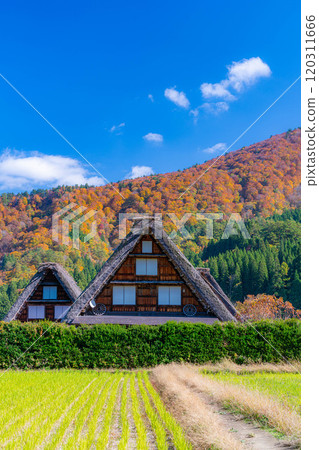 [World Heritage Site] Shirakawa-go and Sanrengosho in full autumn color [Gifu Prefecture] 120311666