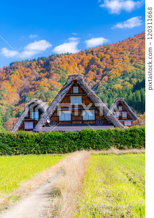[World Heritage Site] Shirakawa-go and Sanrengosho in full autumn color [Gifu Prefecture] 120311668