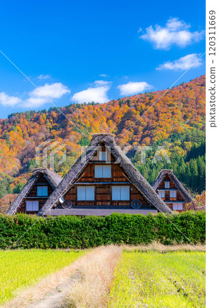 [World Heritage Site] Shirakawa-go and Sanrengosho in full autumn color [Gifu Prefecture] 120311669