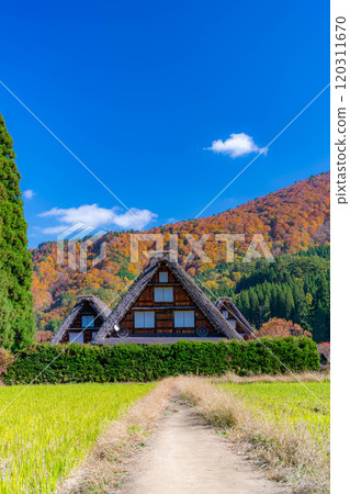 [World Heritage Site] Shirakawa-go and Sanrengosho in full autumn color [Gifu Prefecture] 120311670