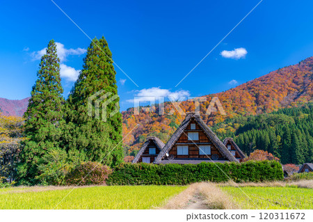 [World Heritage Site] Shirakawa-go and Sanrengosho in full autumn color [Gifu Prefecture] 120311672