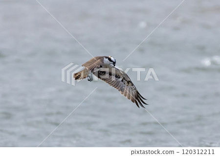 Osprey hunting on the lake Osprey hunting on the lake 120312211