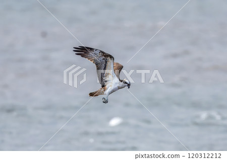 Osprey hunting on the lake 120312212
